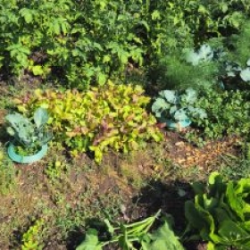Beet1 2026-06-30 10.22.